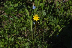 Taraxacum ceratophorum