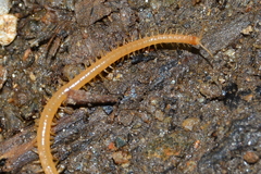 Himantariidae