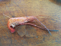 Macrobrachium acanthurus