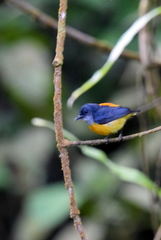 Dicaeum trigonostigma