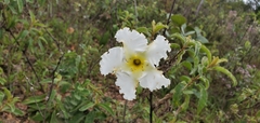 Mandevilla velame