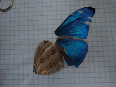 Morpho marcus