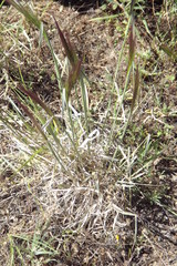 Elymus multisetus