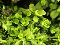 Syntrichia latifolia