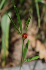Lathyrus sphaericus