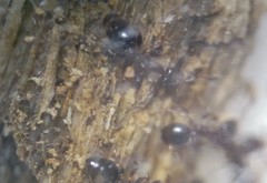 Temnothorax schaumii