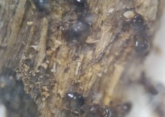 Temnothorax schaumii