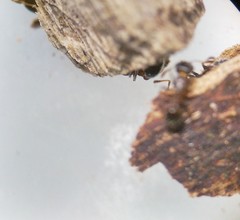 Temnothorax schaumii