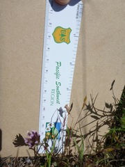 Trifolium dichotomum