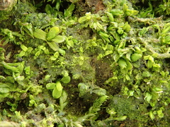Syntrichia latifolia