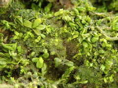 Syntrichia latifolia