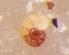 Entzia macrescens