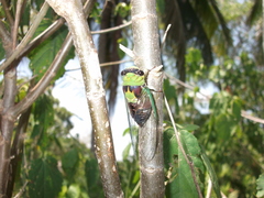 Diceroprocta oleacea