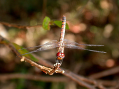 Trithemis