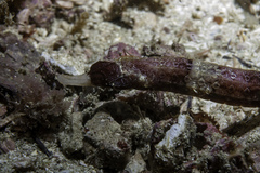 Cosmocampus albirostris