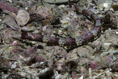 Cosmocampus albirostris