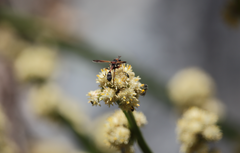 Physocephala segethi