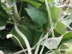 Cucumis dipsaceus