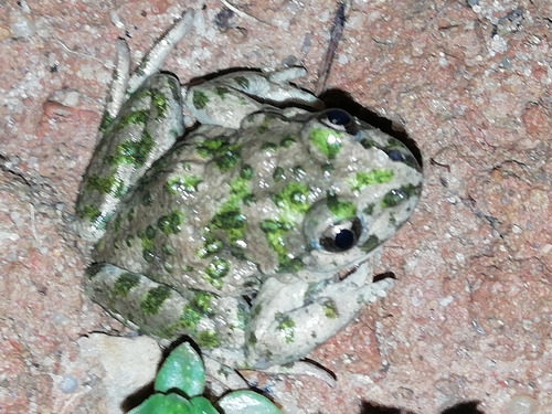 Lusitanian Parsley Frog, Reguengo Grande, 2530 Reguengo Grande, Portugal, photo 8 of 10