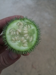 Cucumis dipsaceus