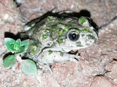 Pelodytes atlanticus