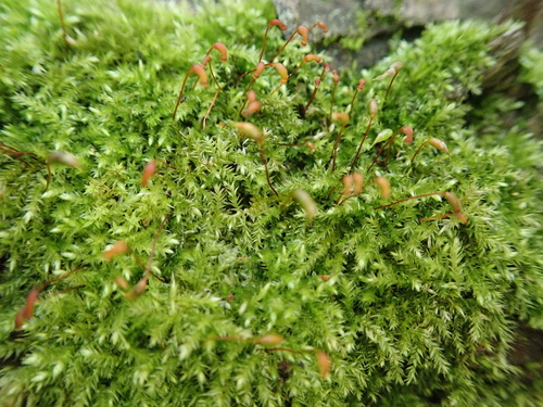 Rhynchostegium confertum
