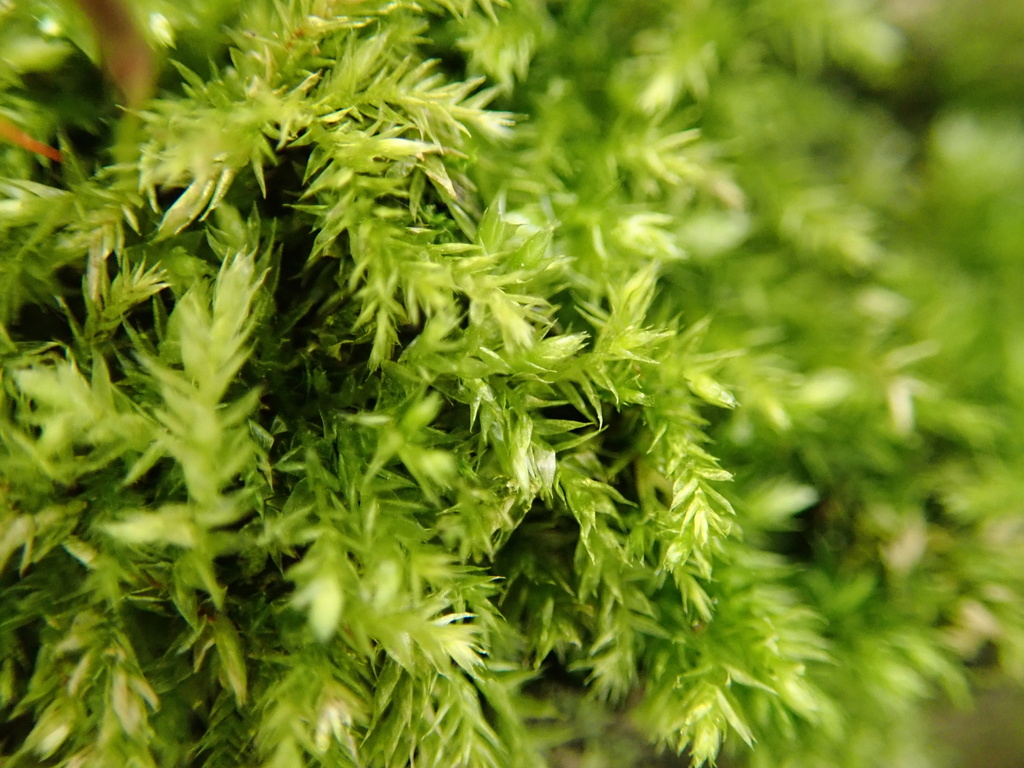 Rhynchostegium confertum