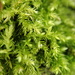 Clustered Feather-Moss - Photo (c) Paul Cook, some rights reserved (CC BY-NC-ND), uploaded by Paul Cook