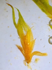 Microbryum curvicollum