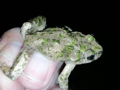 Pelodytes atlanticus