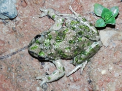 Pelodytes atlanticus