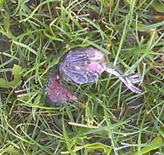 Poecile atricapillus