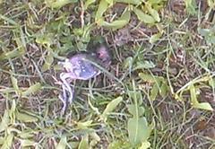 Poecile atricapillus