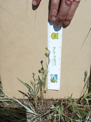 Hemizonia congesta lutescens