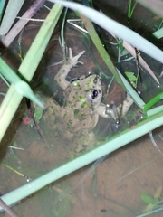 Pelodytes atlanticus