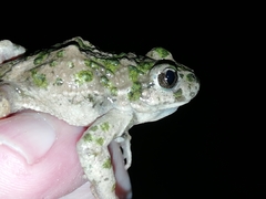 Pelodytes atlanticus