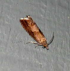 Dichrorampha acuminatana