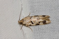 Opsitycha squalidella