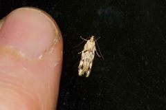 Opsitycha squalidella