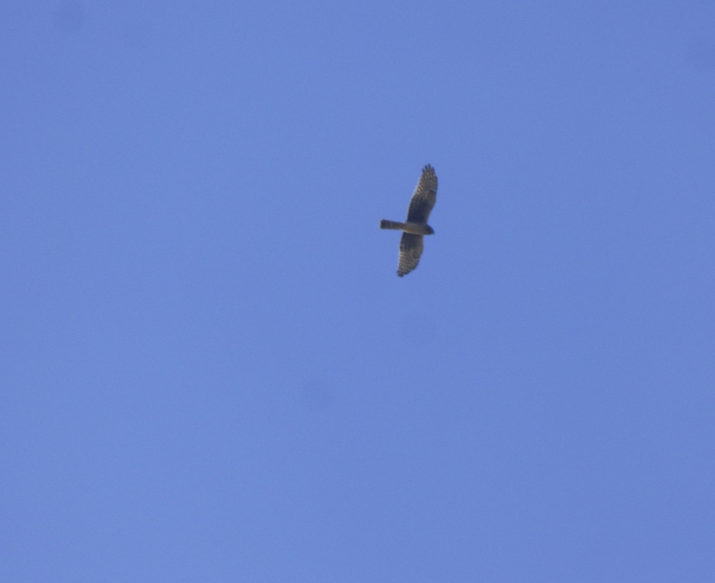 northern-harrier-from-richland-county-sc-usa-on-december-19-2020-at