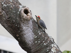 Melanerpes rubricapillus