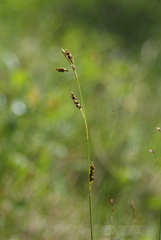 Carex krausei