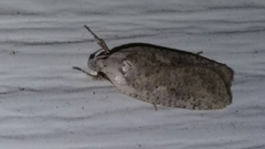 Agonopterix canadensis