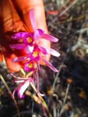 Bletia parkinsonii