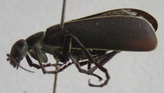 Epicauta major