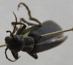 Epicauta major