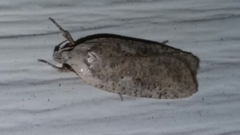 Agonopterix canadensis