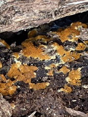 Botryobasidium aureum