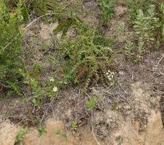 Lichtensteinia interrupta