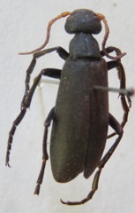 Epicauta nyassensis